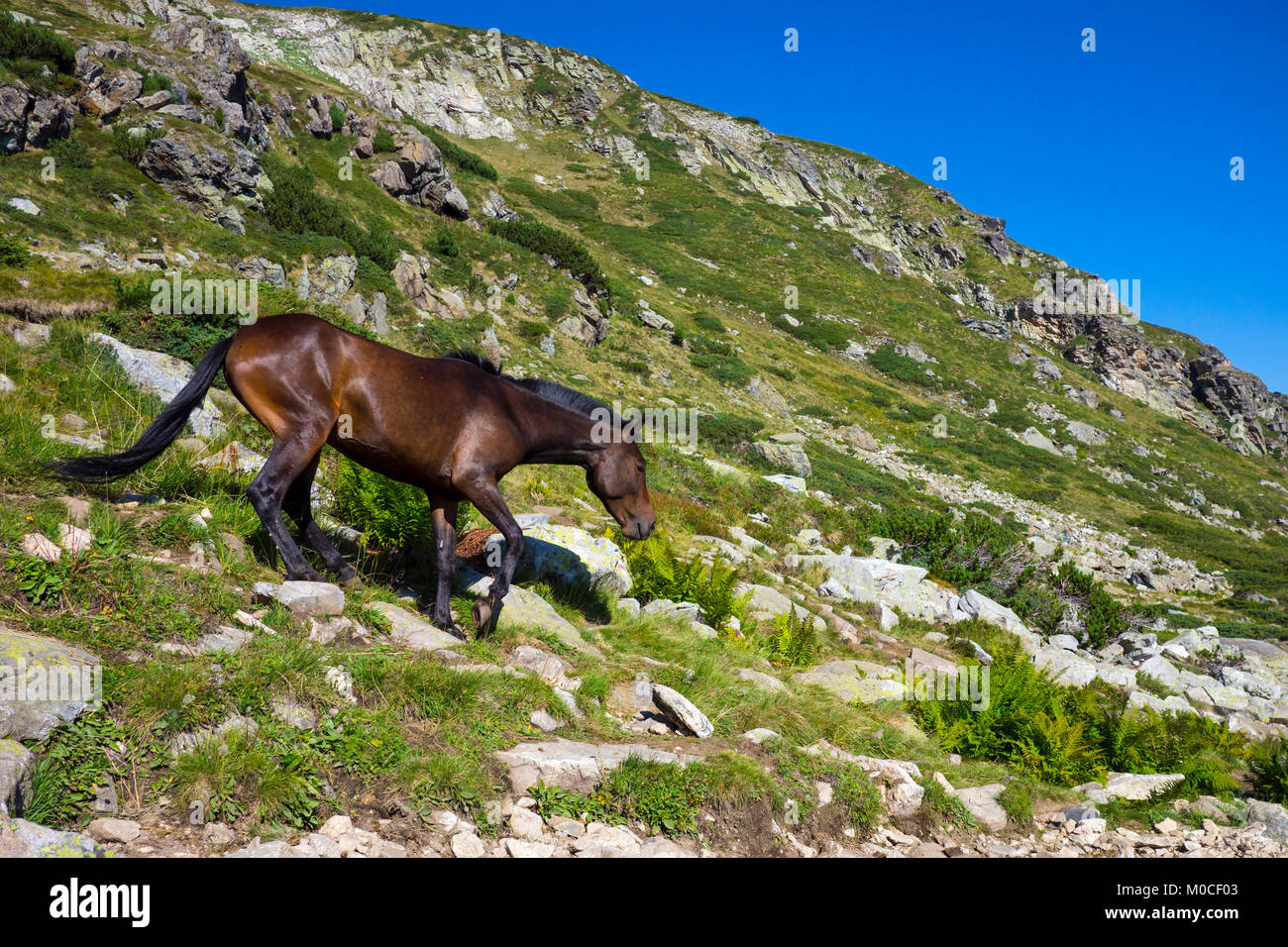 Pferd auf felsigen Rila Gebirge in Bulgarien Stockfoto