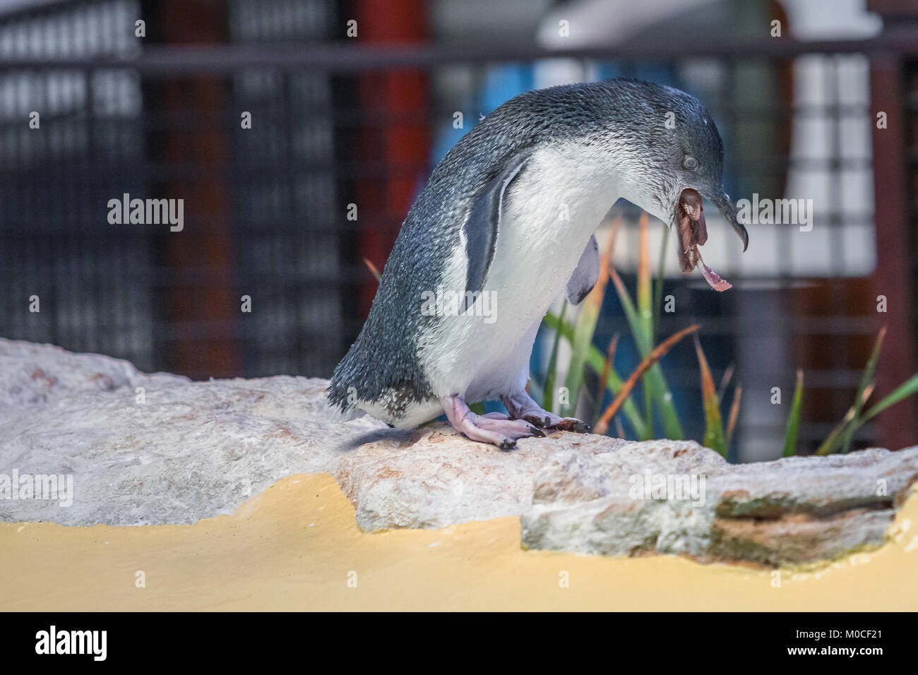 Pinguin regurgitate Essen Stockfoto