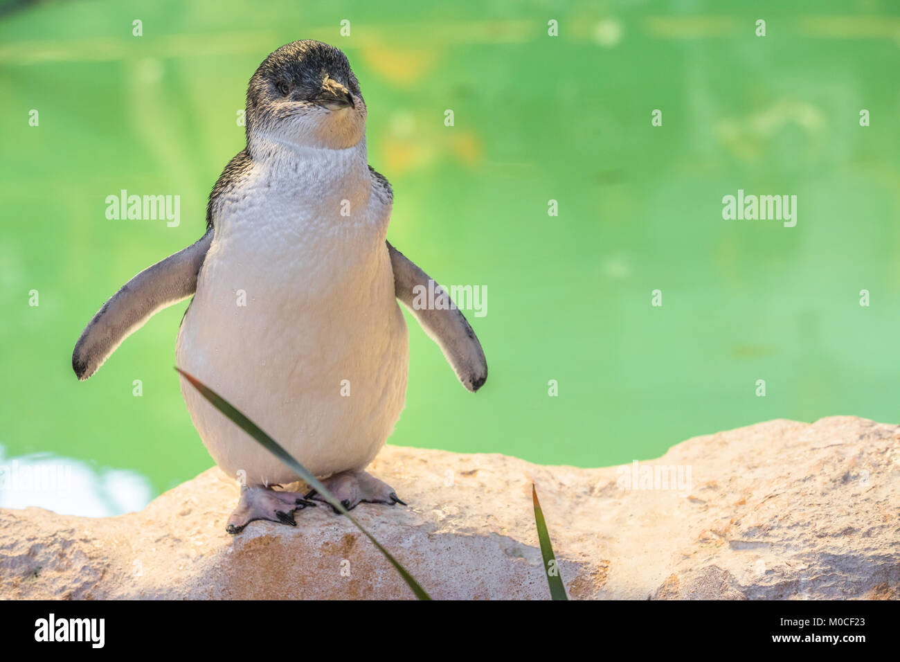 Kleine Pinguin Western Australia Stockfoto