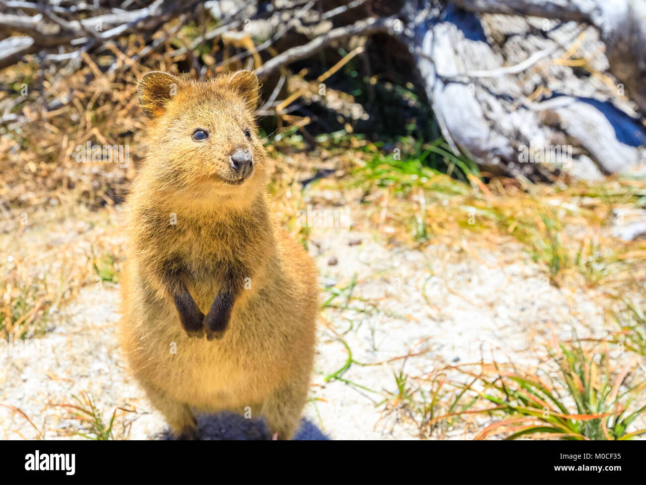 Quokka Rottnest Island Stockfoto