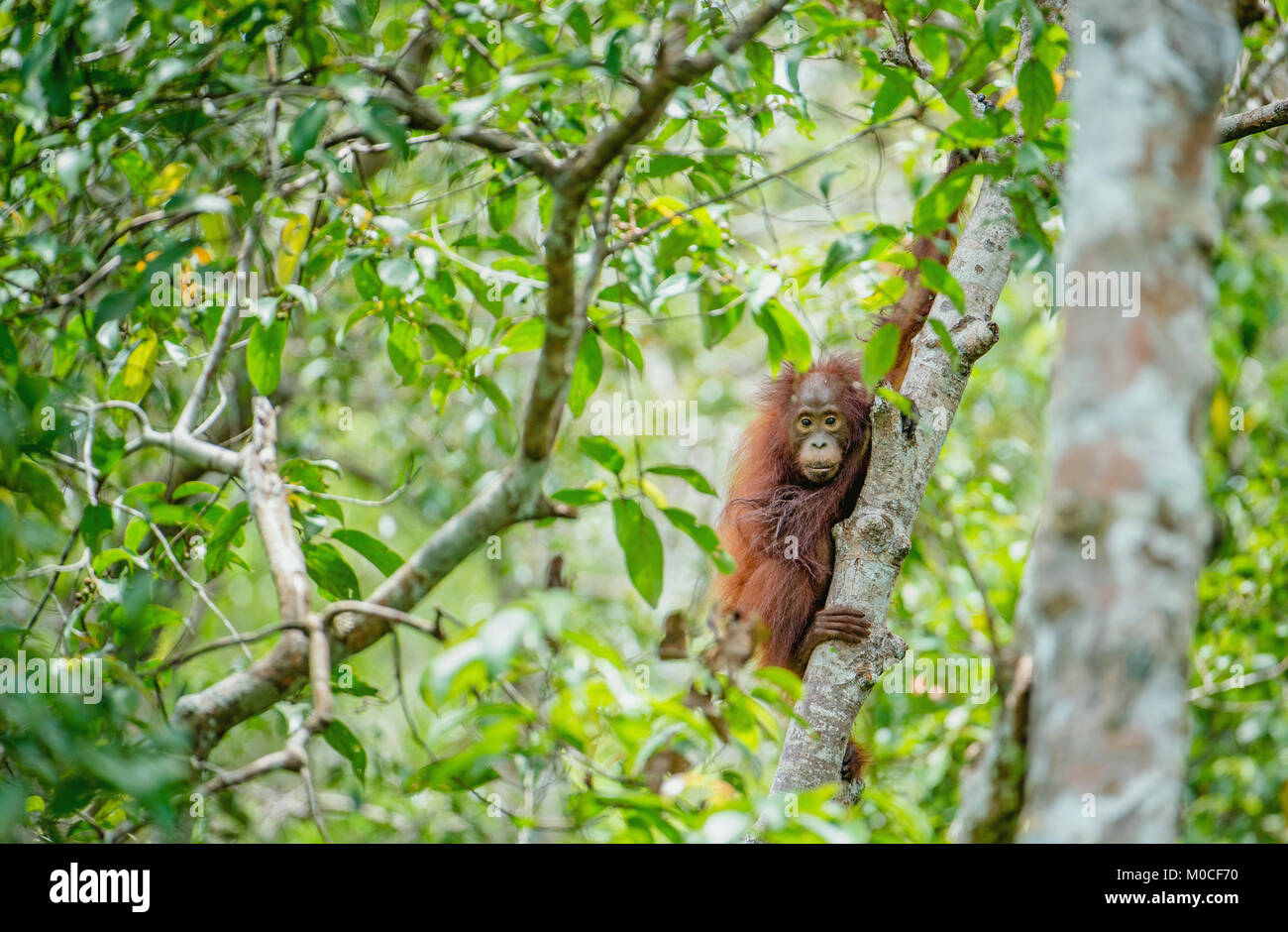 Baby Orang-utan (Pongo pygmaeus) in der wilden Natur. Natürlicher Lebensraum im Regenwald der Insel Borneo. Indonesien. Stockfoto