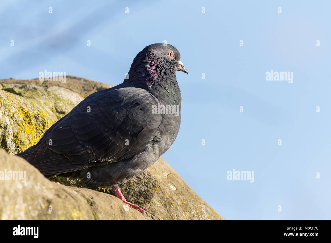 Pigeon Rock Dover feral Variation zu Hause in London an der Feuchtgebiete. Schutz und Nahrung in den Städten Ackerland und Naturschutzgebiete wie dieses. Stockfoto Pigeon Rock Dover feral Variation zu Hause in London an der Feuchtgebiete. Schutz und Nahrung in den Städten Ackerland und Naturschutzgebiete wie dieses. Stockfoto