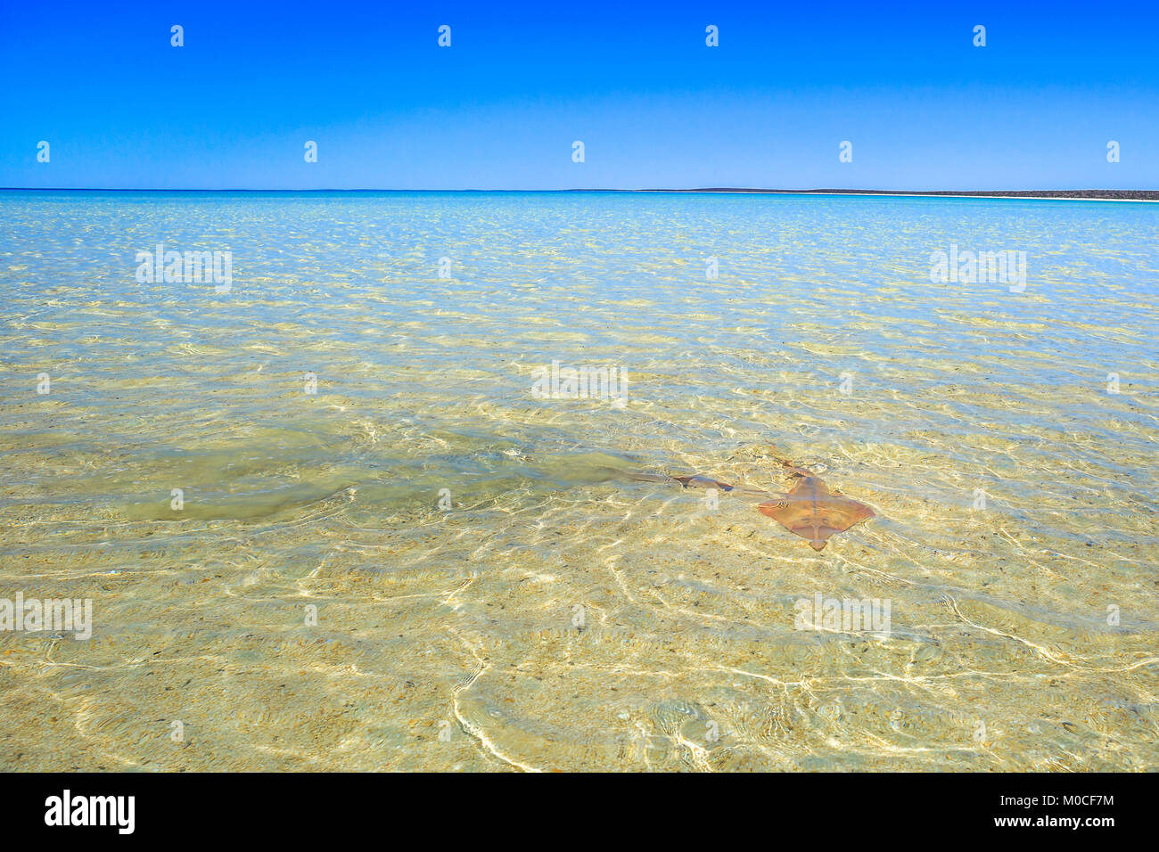 Shell Beach Shark Bay Stockfoto