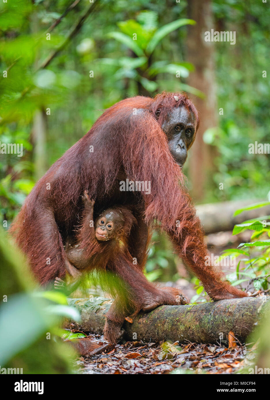 Baby orangutan und Mutter in einer natürlichen Umgebung. Bornesischen Orang-utan (Pongo pygmaeus wurmbii) in der wilden Natur. Tropischer Regenwald von Borneo. Stockfoto