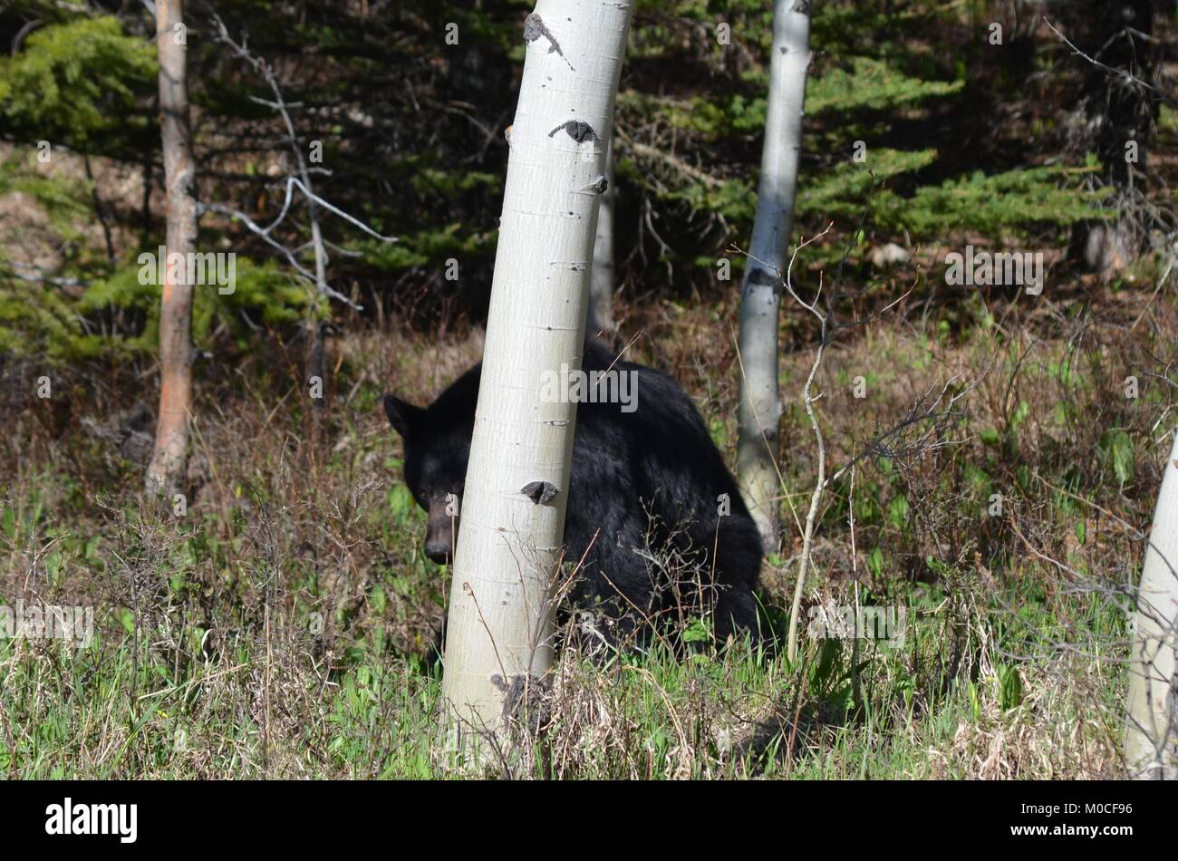 Ein schwarzer Bär hält einen Blick um einen Baum zu haben, als zu spielen ein Buh in den Wald Peek. Stockfoto