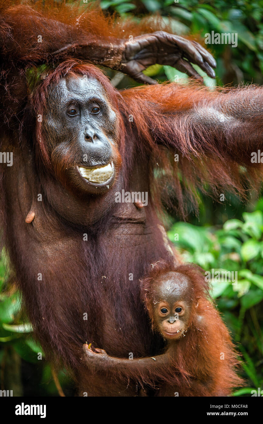 Baby orangutan und Mutter in einer natürlichen Umgebung. Bornesischen Orang-utan (Pongo pygmaeus wurmbii) in der wilden Natur. Tropischer Regenwald von Borneo. Stockfoto
