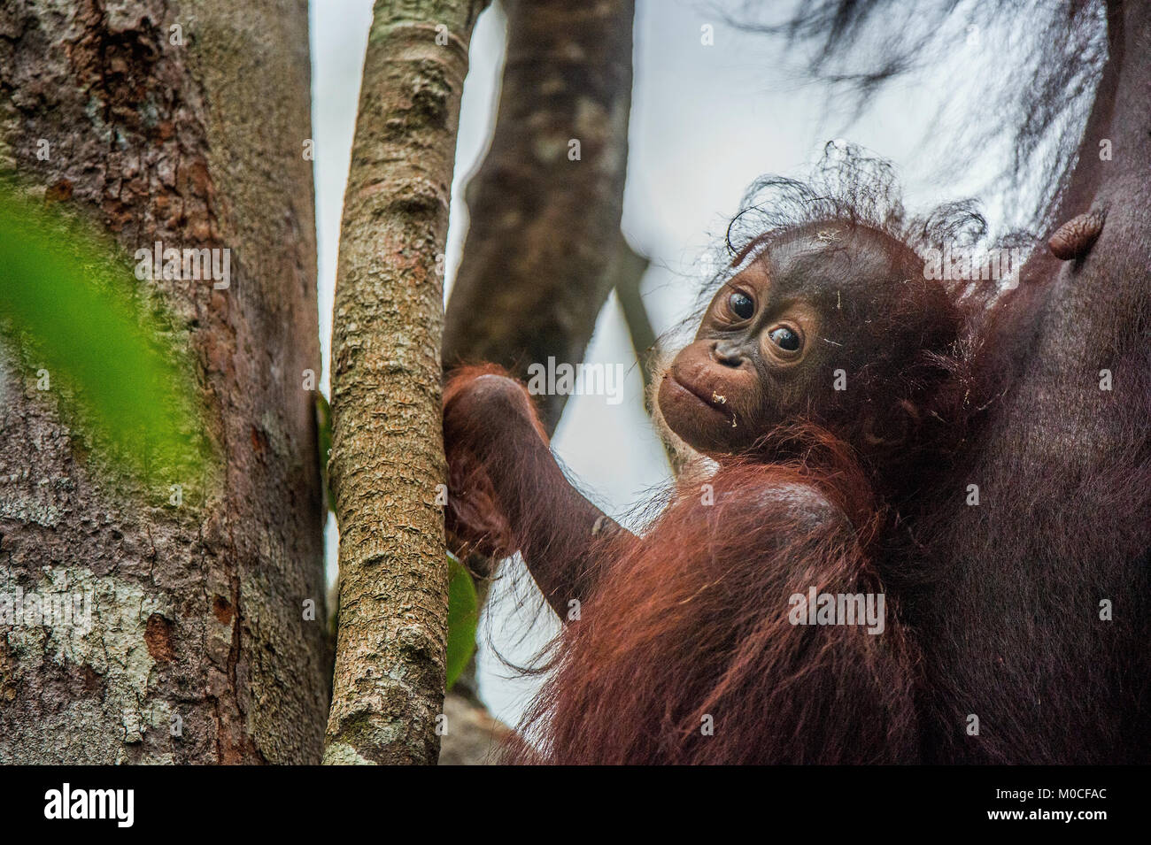 Baby Orang-utan (Pongo pygmaeus) in der wilden Natur. Natürlicher Lebensraum im Regenwald der Insel Borneo. Indonesien. Stockfoto