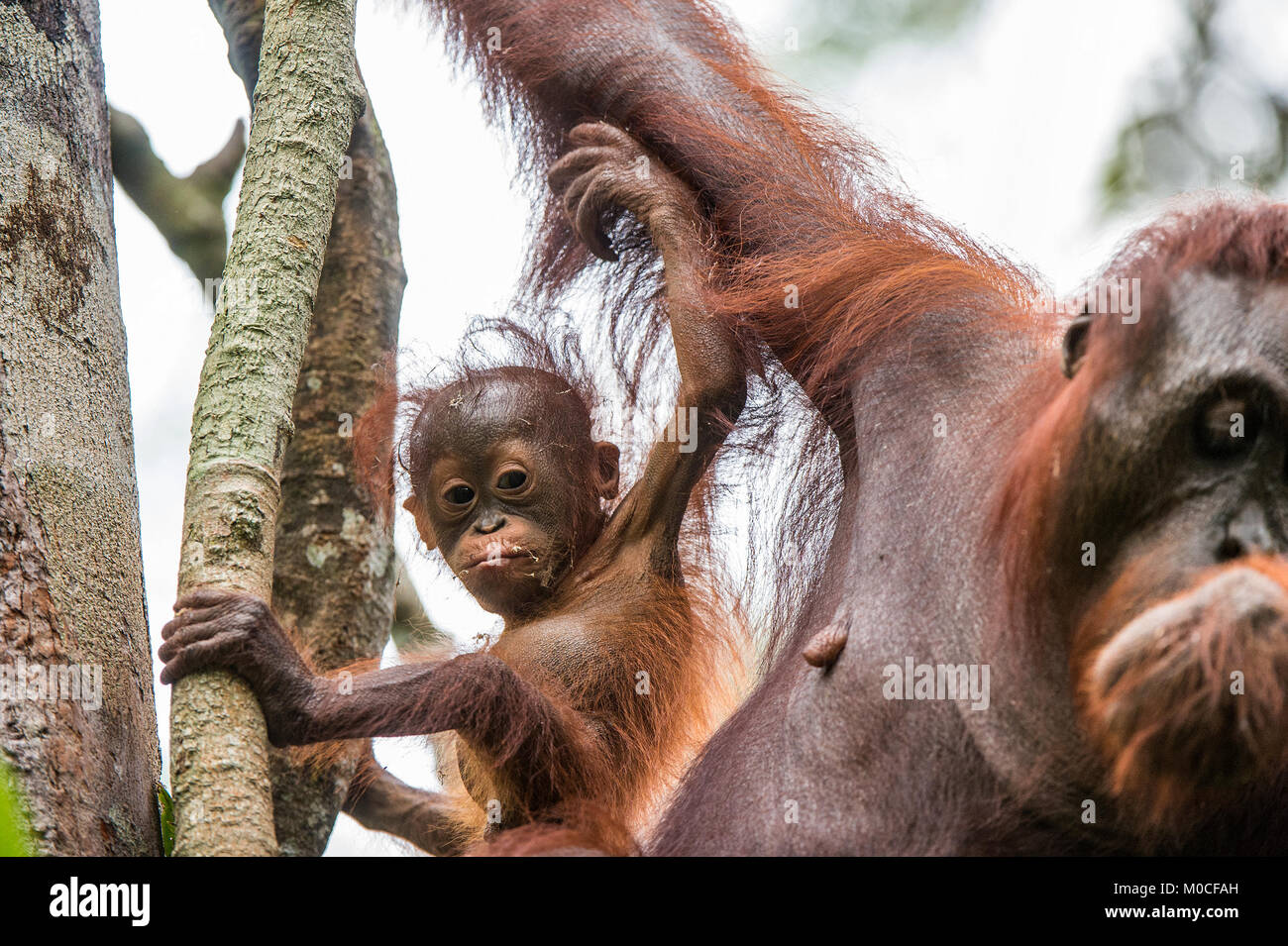 Baby Orang-utan (Pongo pygmaeus) in der wilden Natur. Natürlicher Lebensraum im Regenwald der Insel Borneo. Indonesien. Stockfoto
