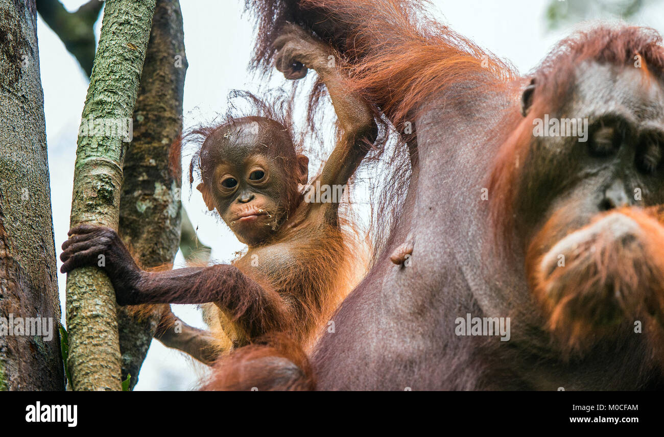 Baby Orang-utan (Pongo pygmaeus) in der wilden Natur. Natürlicher Lebensraum im Regenwald der Insel Borneo. Indonesien. Stockfoto