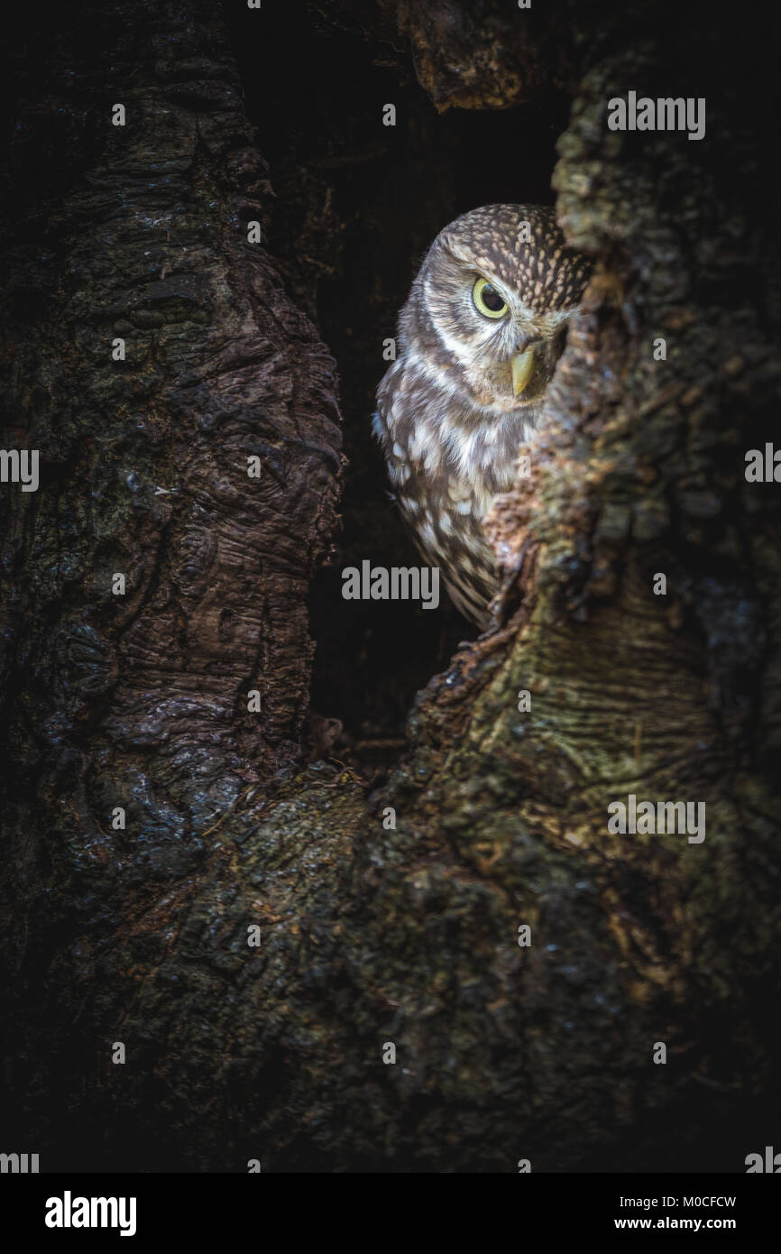 Kleine Eule stellte im Loch im Baum Stockfoto