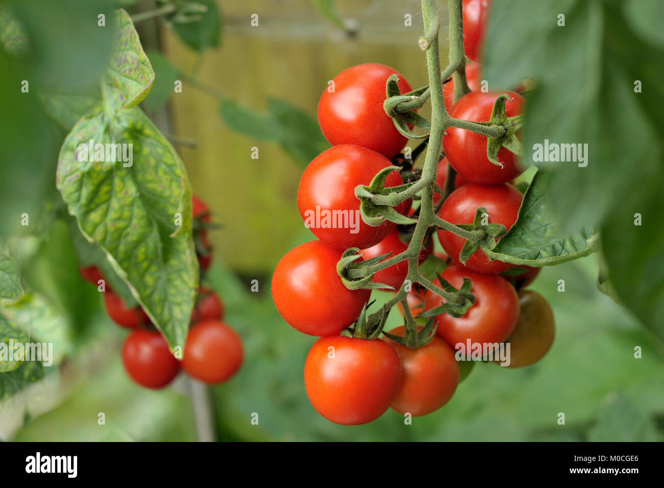 Truss reifer Alicante Tomaten auf der Rebe in einem Garten Gewächshaus. Stockfoto