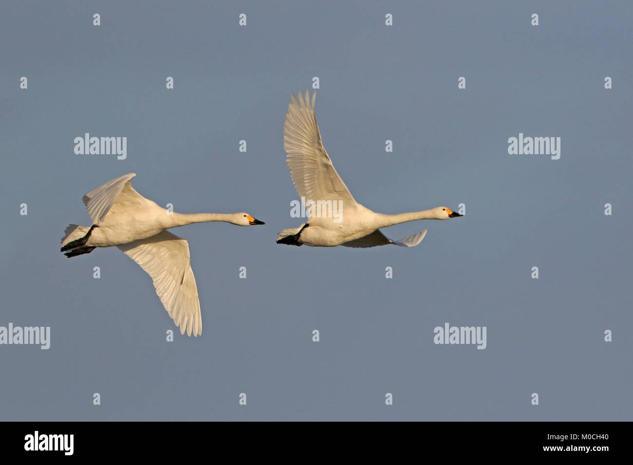 Zwei erwachsene Zwergschwäne im Flug in Slimbridge WWT finden UK Stockfoto