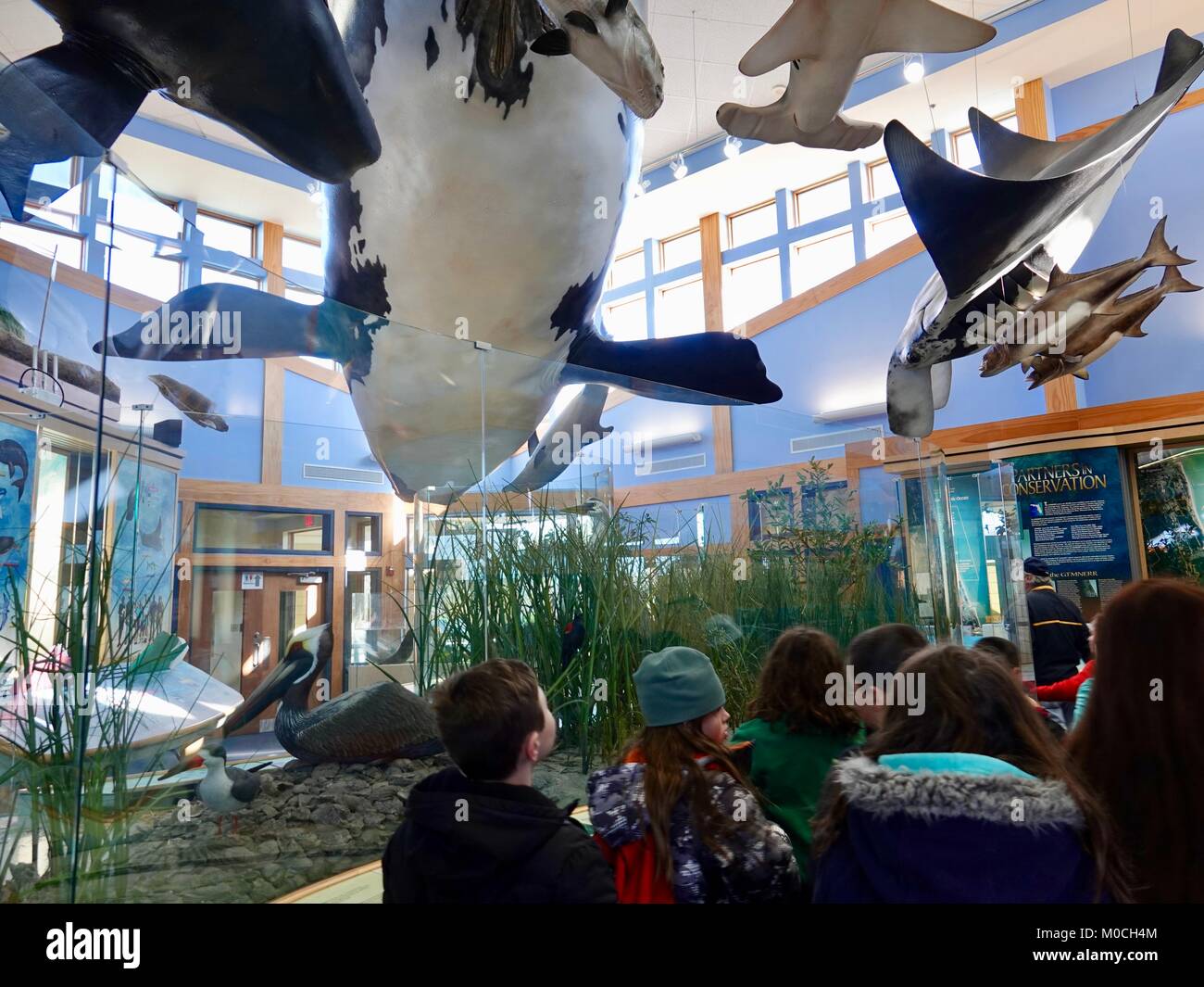 Schule Kinder im GTM-nationalen Mündungs- Forschung finden Bildungs- Gebäude mit den Modellen der großen marinen Tiere ausgesetzt. Florida, USA. Stockfoto