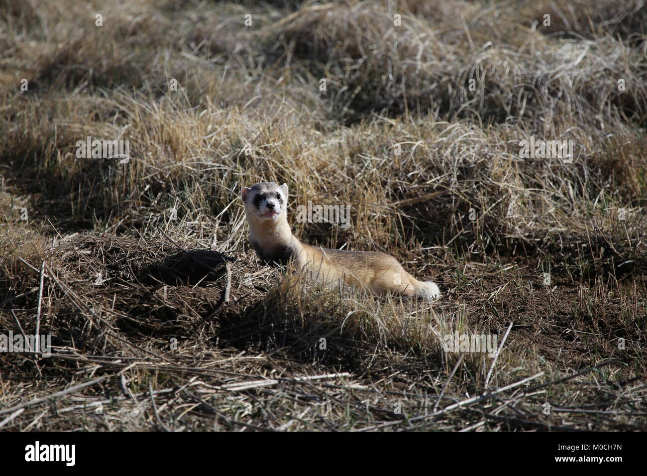 Black footed ferret gefährdeter Arten Stockfoto