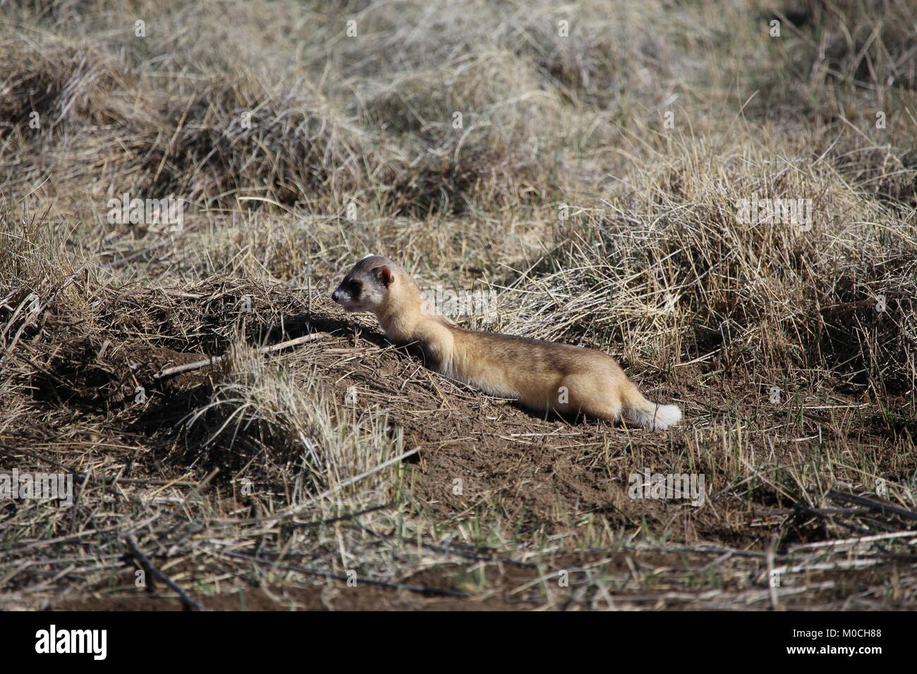 Black footed ferret gefährdeter Arten Stockfoto