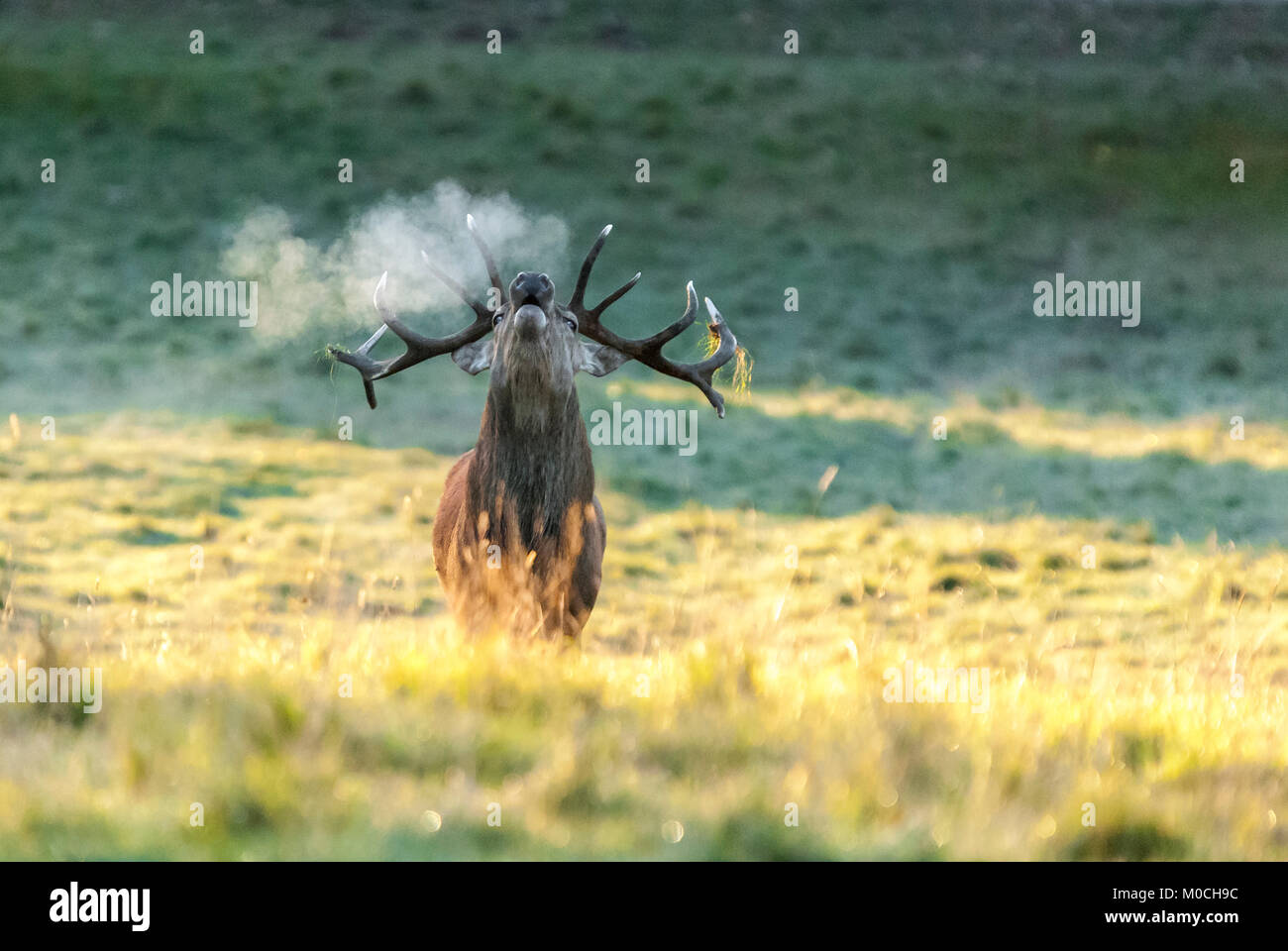 Ein einsamer Red Deer Hirsch, Cervus elaphus, brüllen in der kalten Morgen herbstliche Luft bei Studley Royal Deer Park, Yorkshire, England. 25. Oktober 2010 Stockfoto