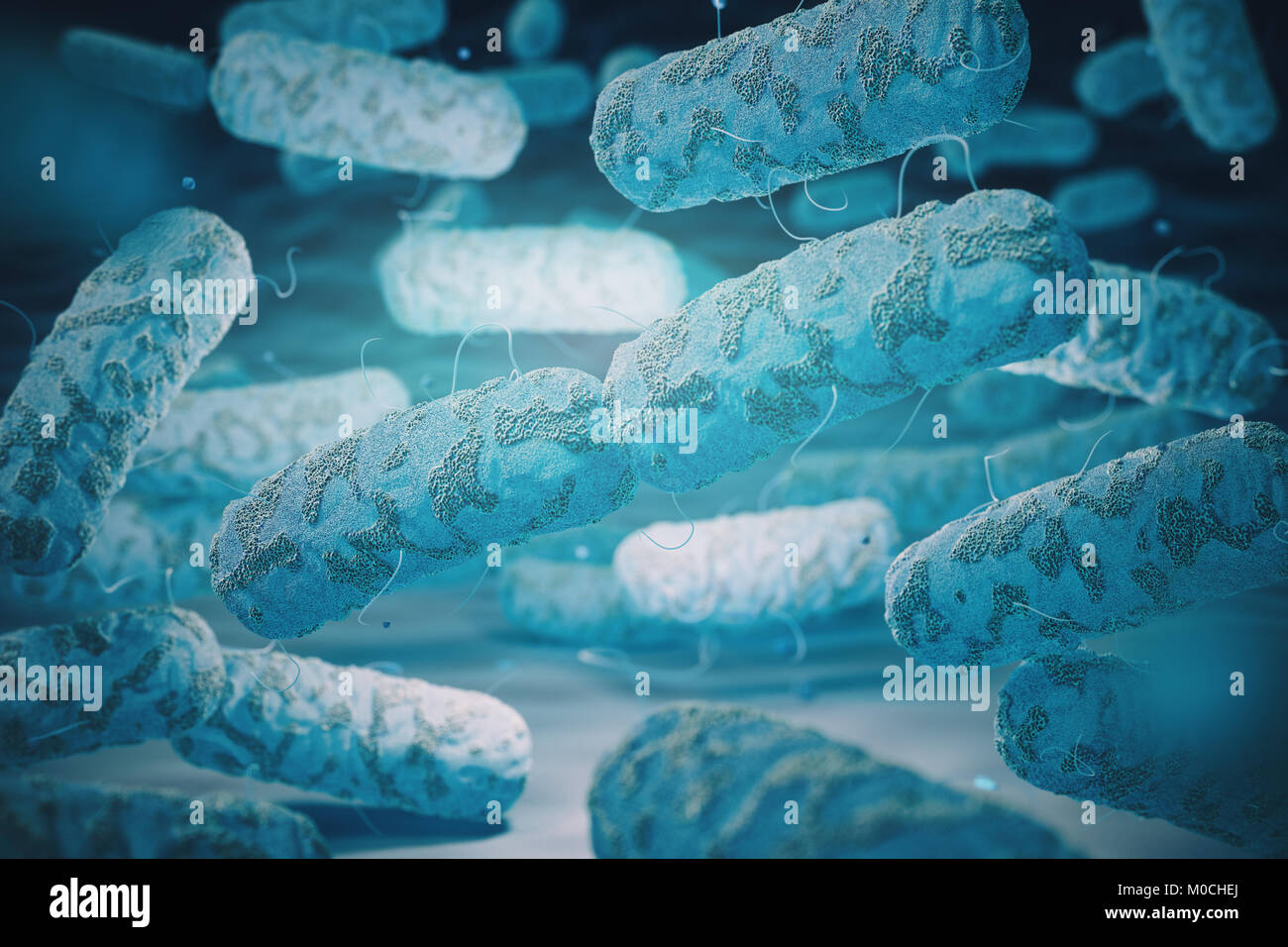 Enterobacterias. Gramnegative Bakterien Escherichia coli, Salmonellen