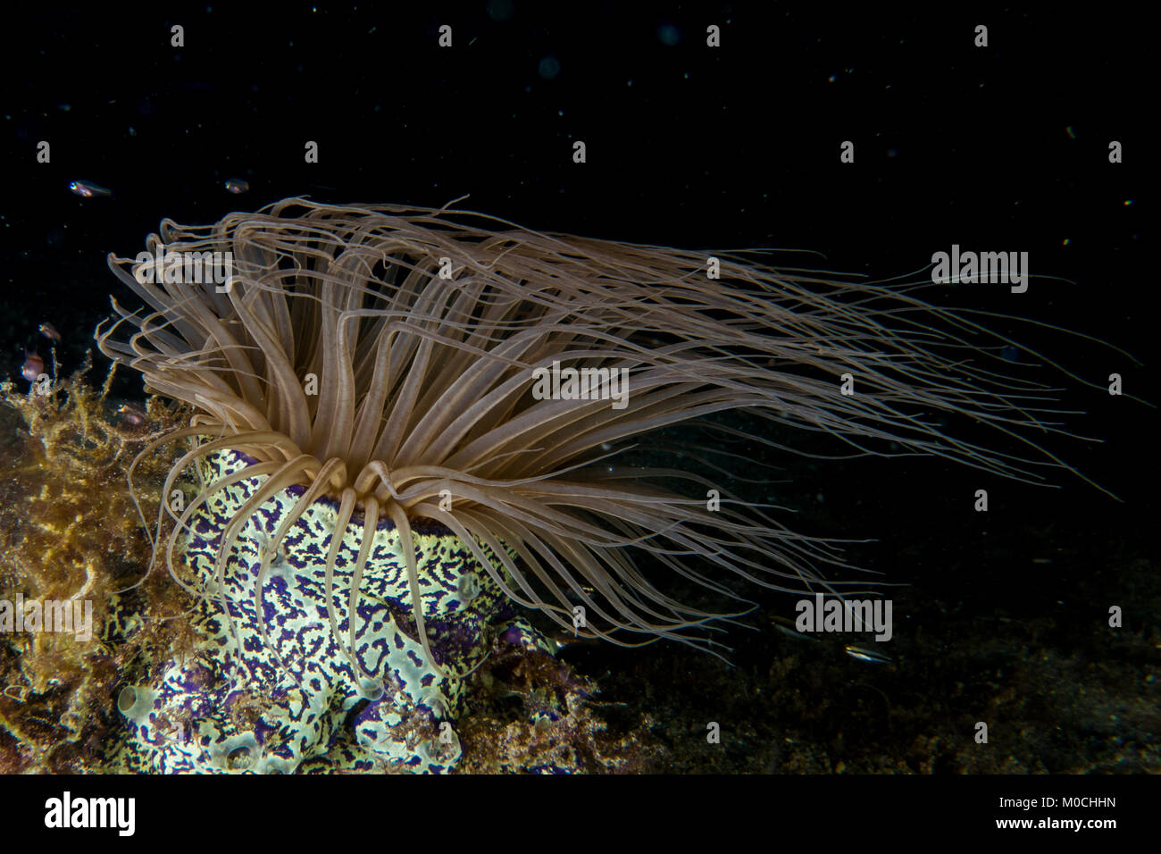 Unterwasser Fotografie Anilao Philippinen, Staubwedel warm Stockfoto