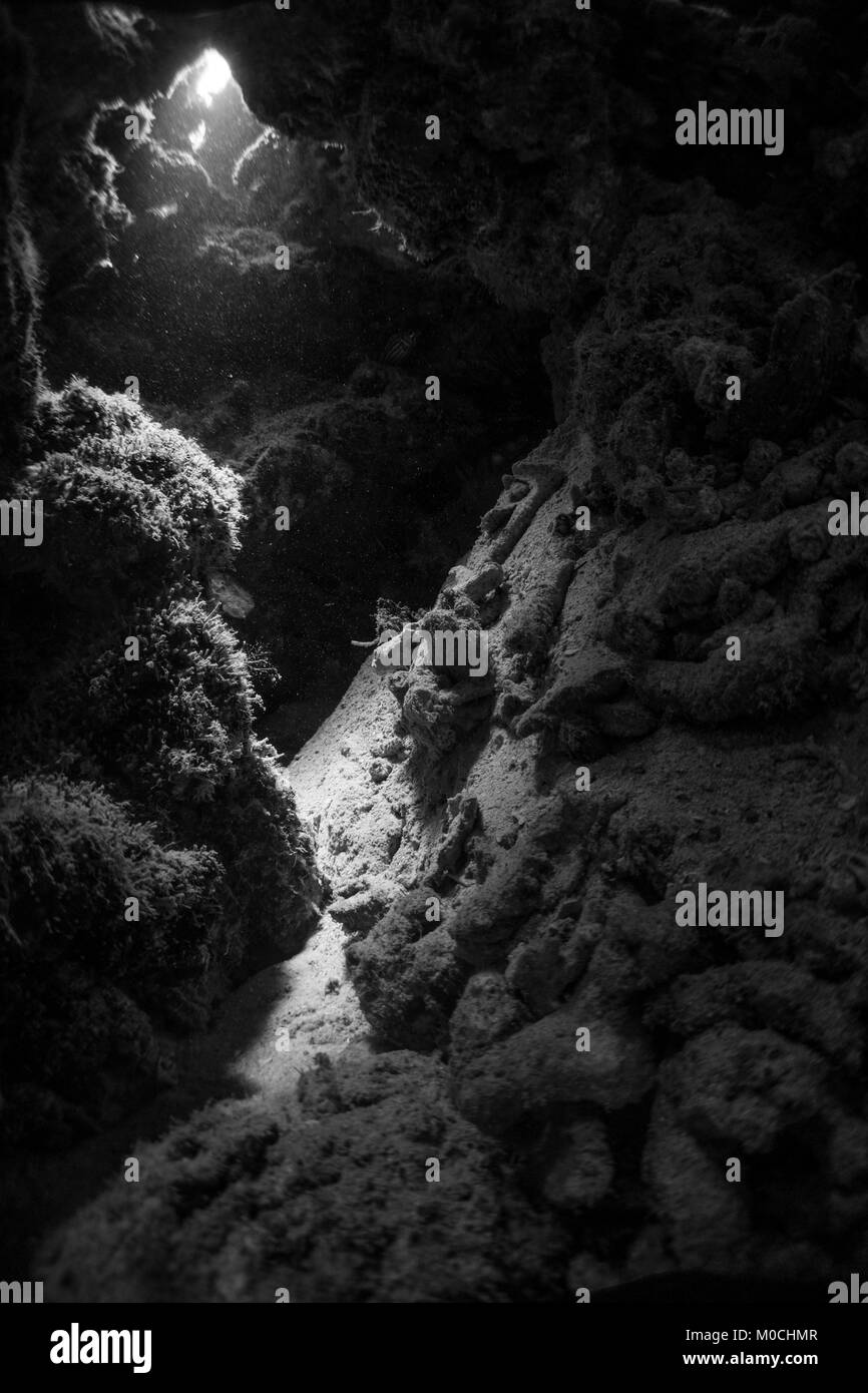 Unterwasser Fotografie Anilao, Philippinen, Höhle Stockfoto