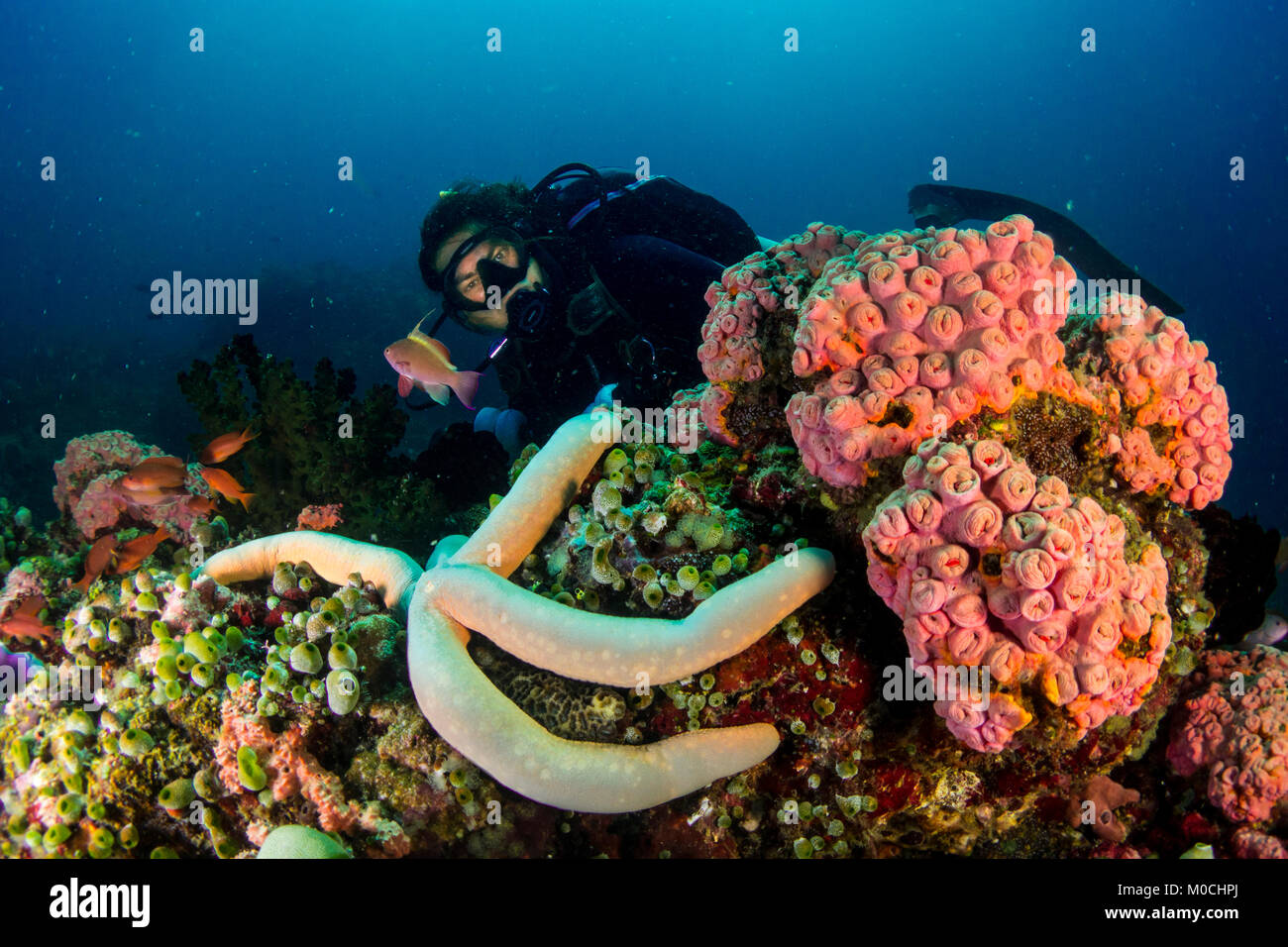 Unterwasser Fotografie Anilao Philippinen, Riff, Fotograf Stockfoto
