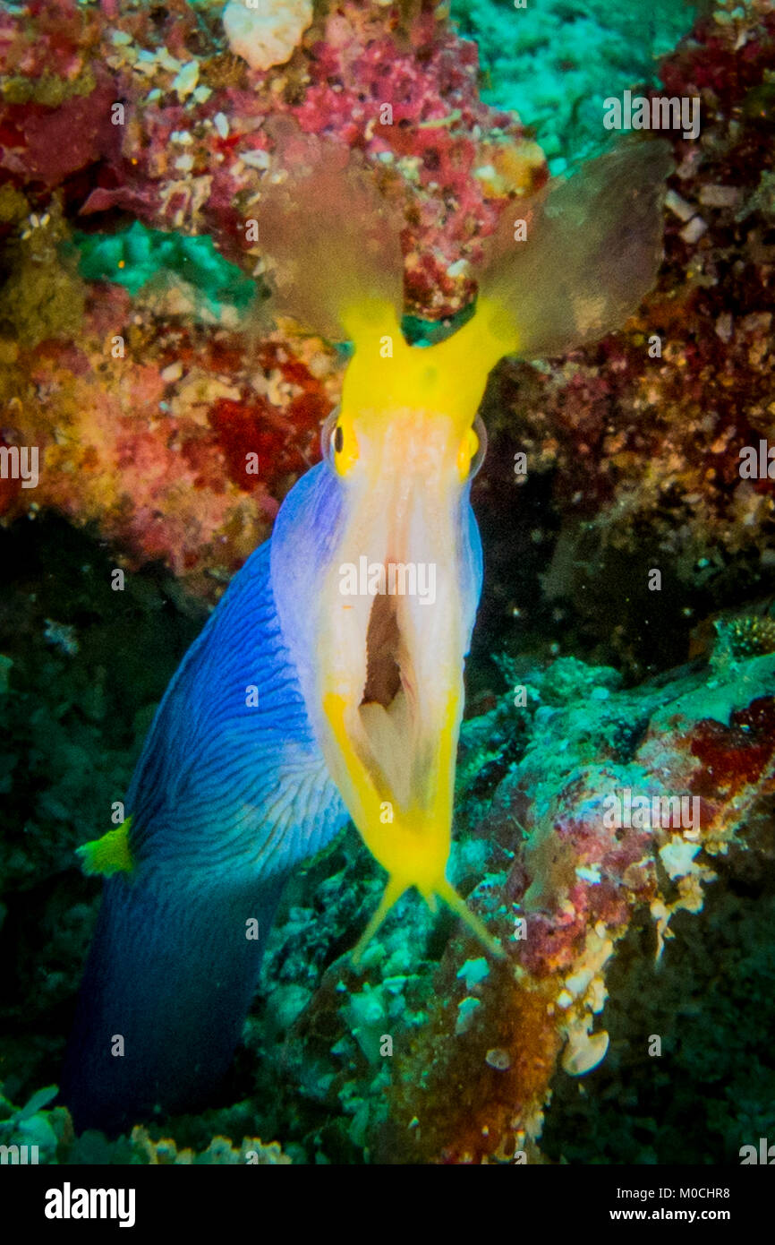 Unterwasser Fotografie Anilao Philippinen, rhinomuraena quaesita Stockfoto