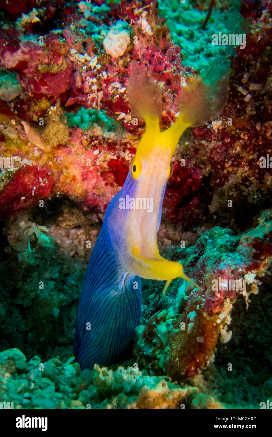 Unterwasser Fotografie Anilao Philippinen, rhinomuraena quaesita Stockfoto