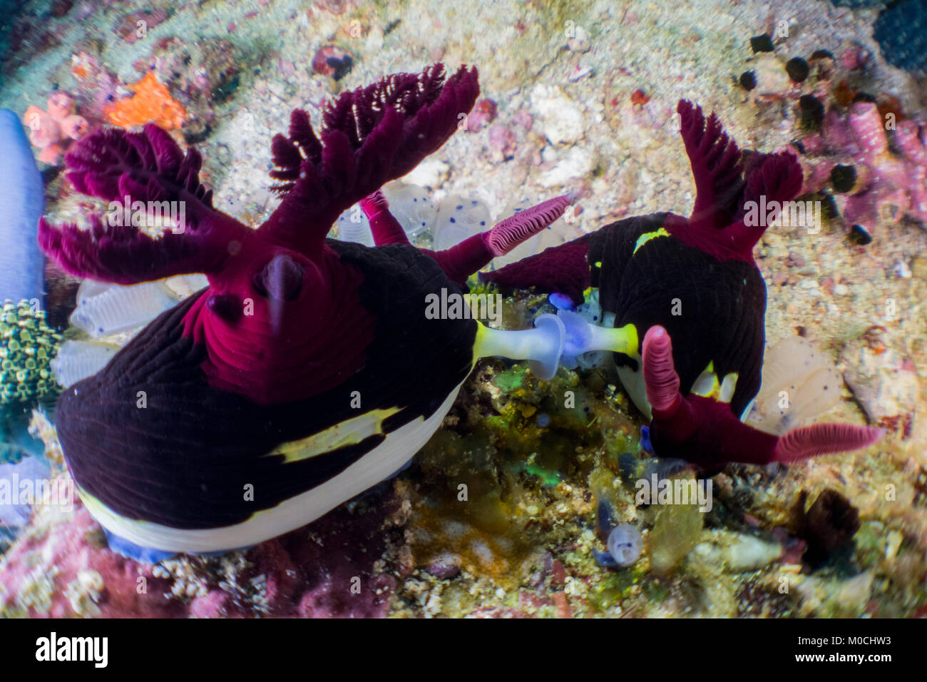 Underwatery Anilao Philippinen, Nacktschnecke Stockfoto