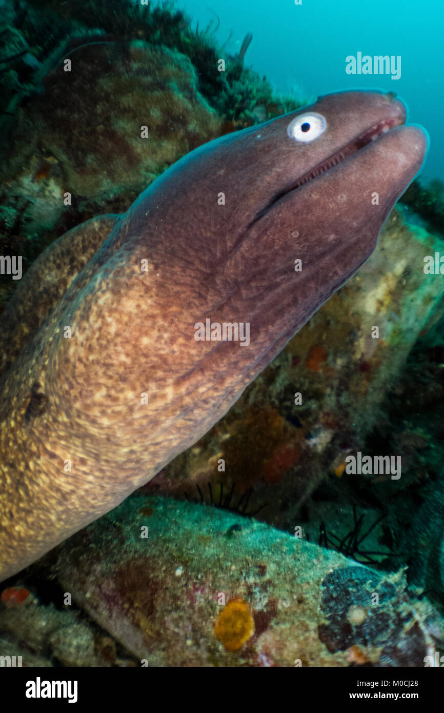 Unterwasser Fotografie Anilao Philippinen, morey Aal, Zähne Stockfoto