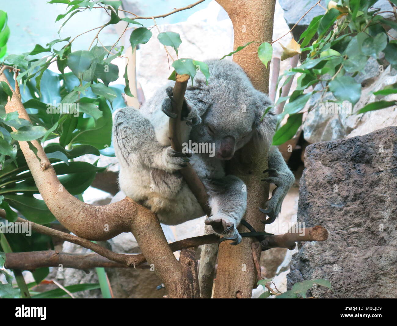 Schlafenden Koala in einem Baum im Frühling Stockfoto