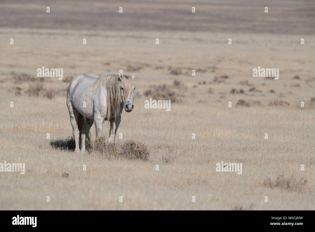 Wildes Pferd, West Desert, Utah Stockfoto