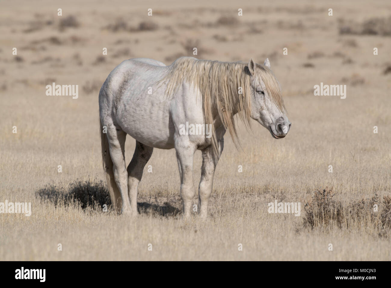 Wildes Pferd, West Desert, Utah Stockfoto