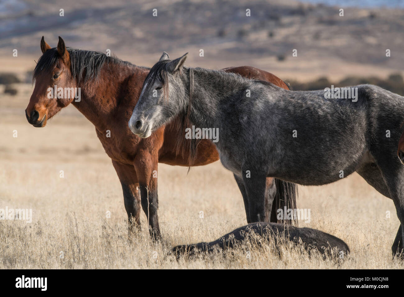 Wildes Pferd, West Desert, Utah Stockfoto