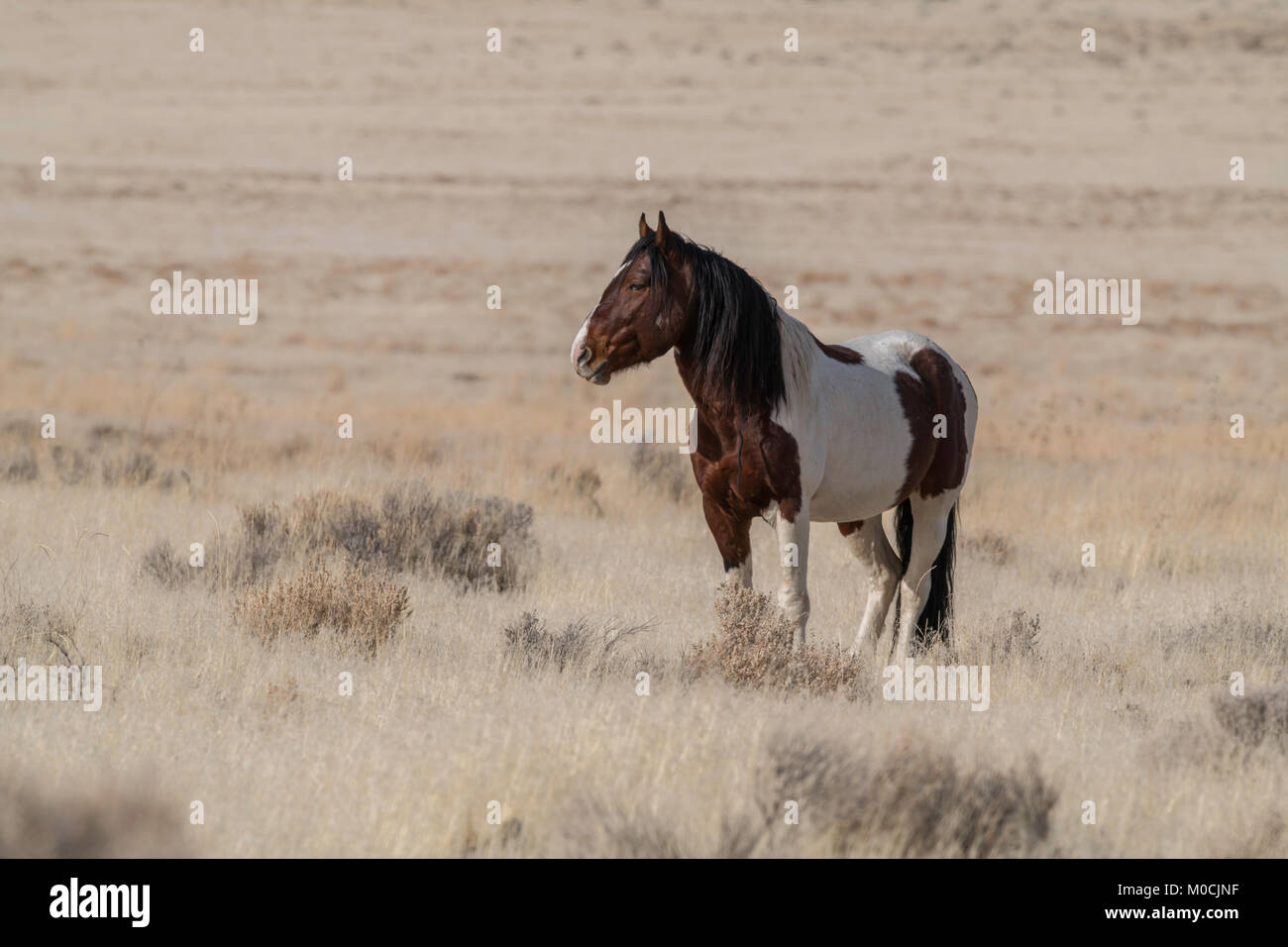 Wildes Pferd, West Desert, Utah Stockfoto