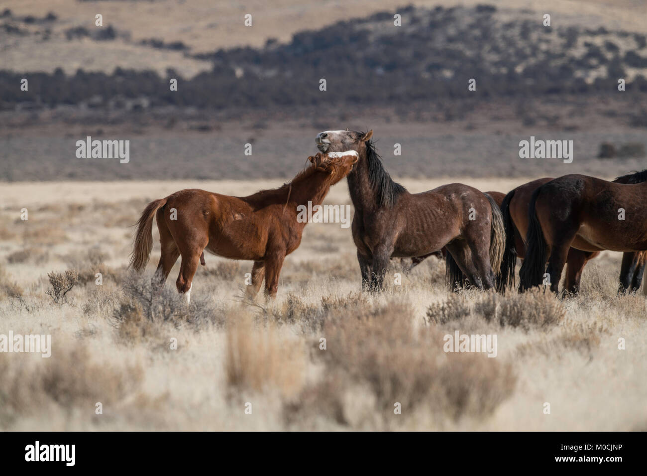 Wildes Pferd, West Desert, Utah Stockfoto