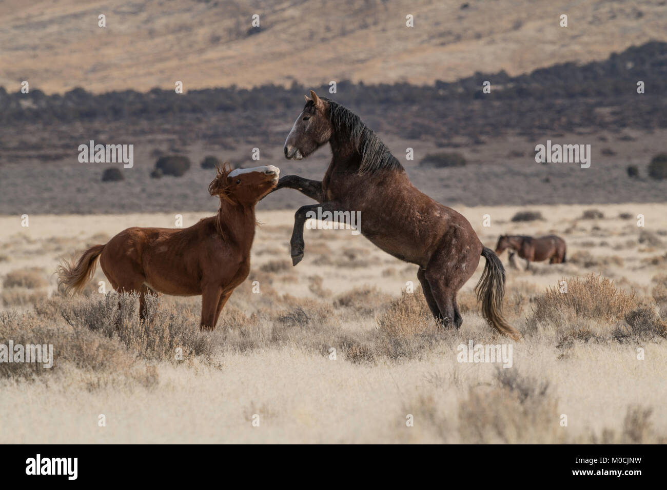 Wildes Pferd, West Desert, Utah Stockfoto