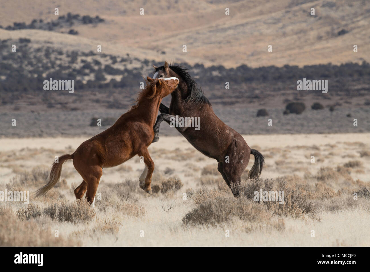Wildes Pferd, West Desert, Utah Stockfoto