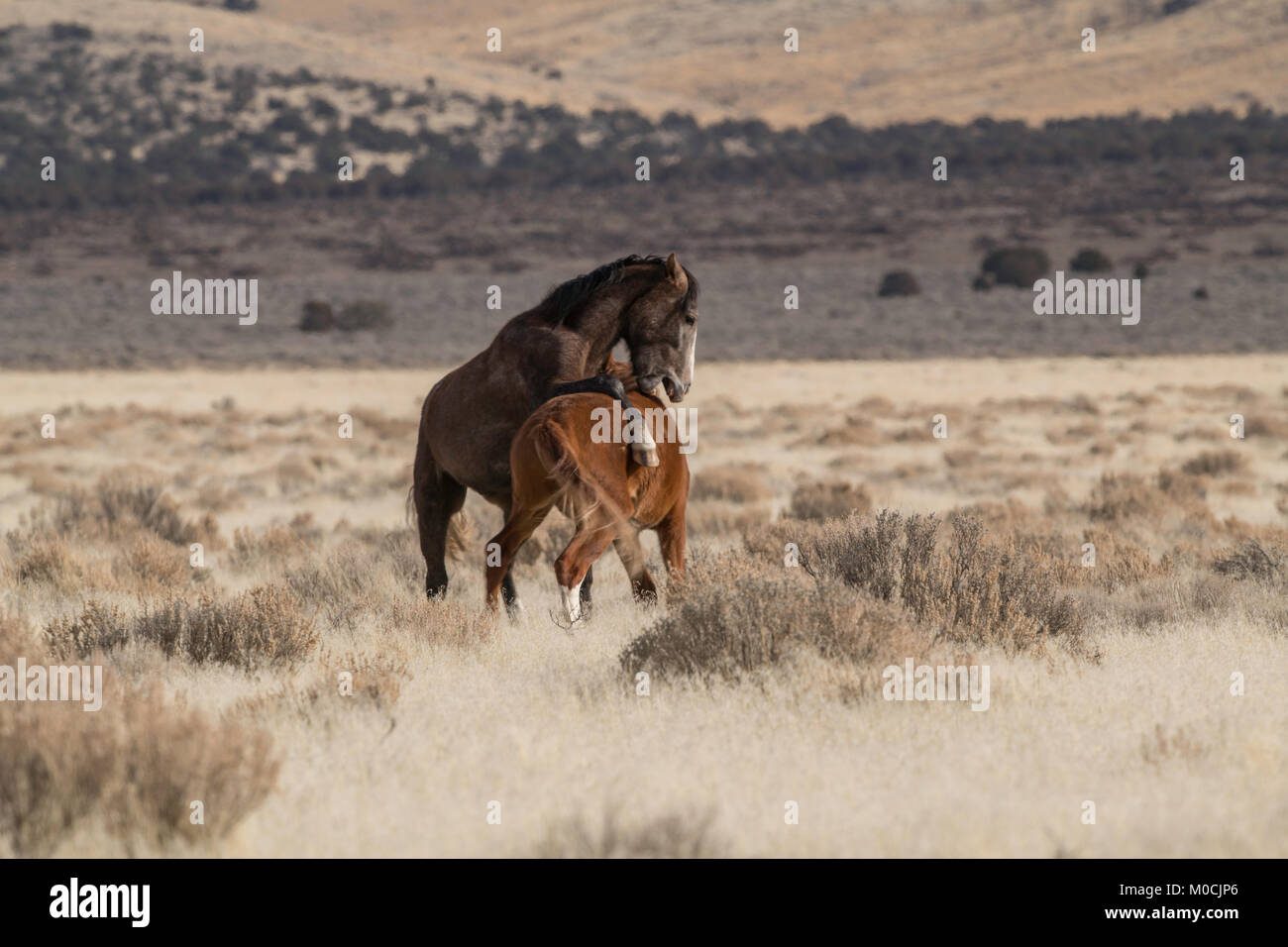 Wildes Pferd, West Desert, Utah Stockfoto