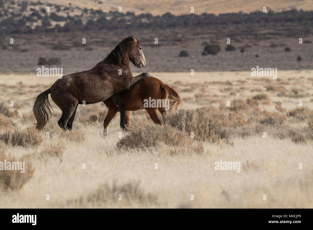 Wildes Pferd, West Desert, Utah Stockfoto