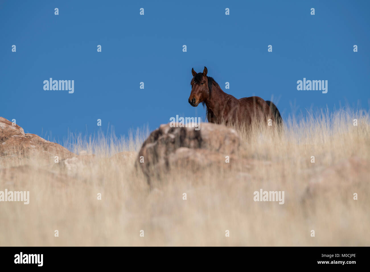 Wildes Pferd, West Desert, Utah Stockfoto