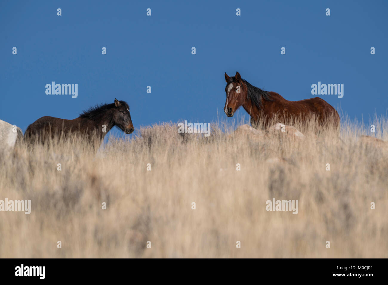Wildes Pferd, West Desert, Utah Stockfoto