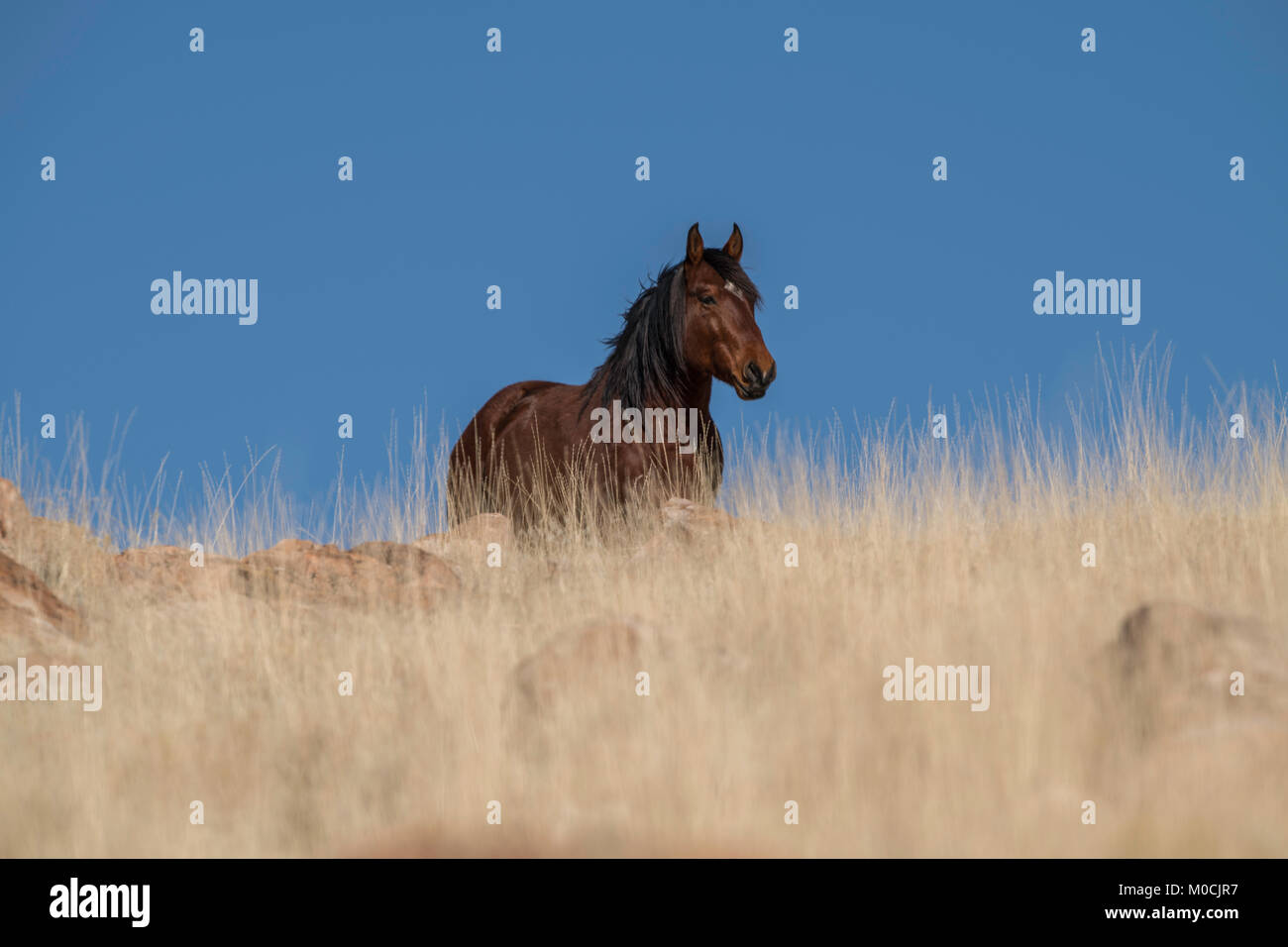 Wildes Pferd, West Desert, Utah Stockfoto