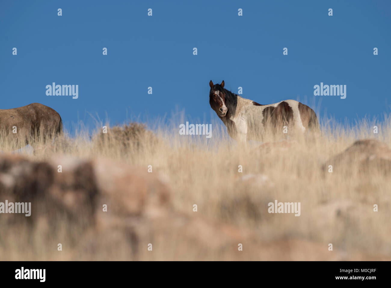 Wildes Pferd, West Desert, Utah Stockfoto