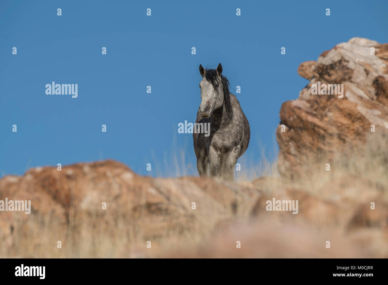 Wildes Pferd, West Desert, Utah Stockfoto