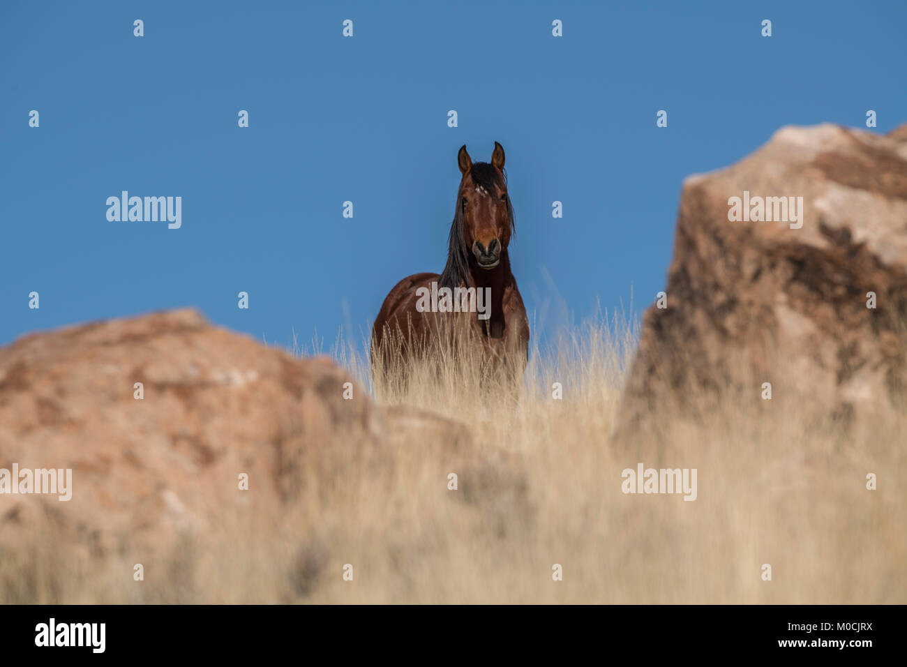 Wildes Pferd, West Desert, Utah Stockfoto