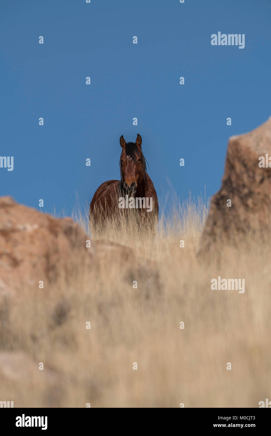 Wildes Pferd, West Desert, Utah Stockfoto