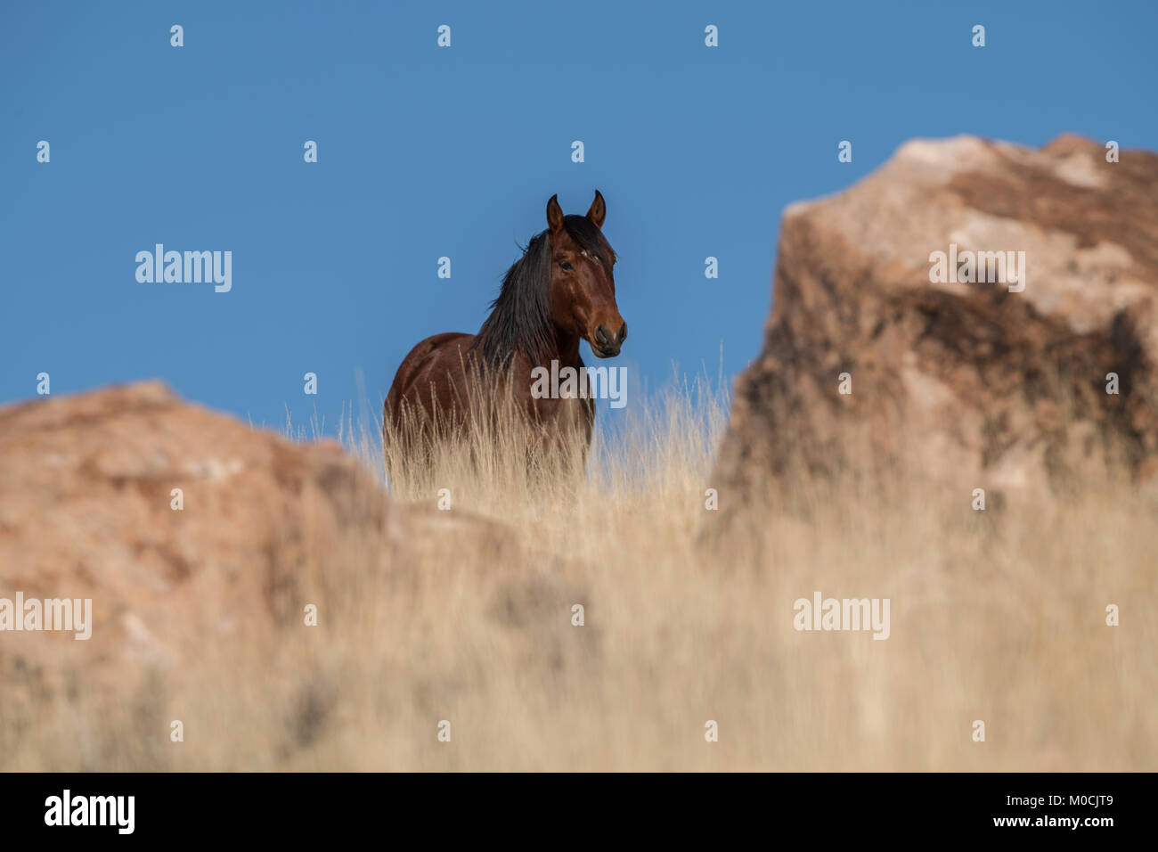 Wildes Pferd, West Desert, Utah Stockfoto