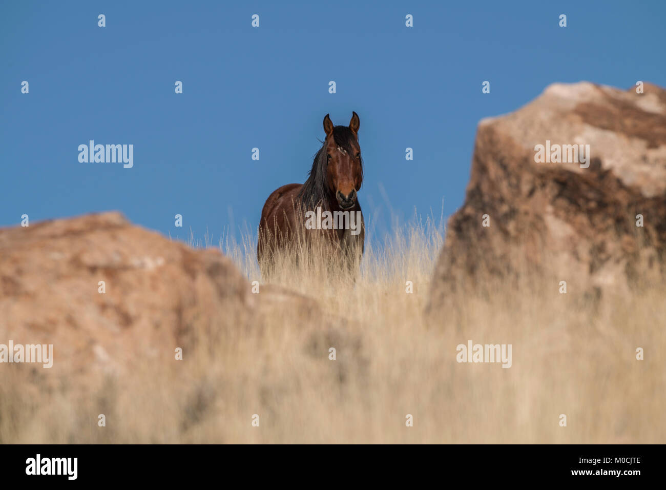 Wildes Pferd, West Desert, Utah Stockfoto