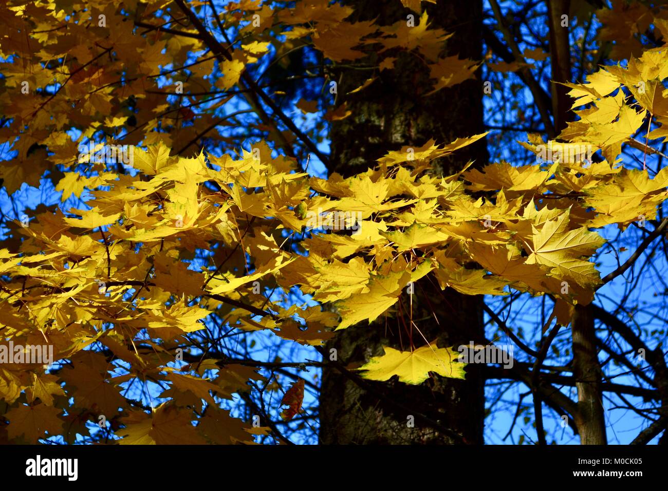 Herbst Farben eines Ahorn mit gelb/goldene Blätter. Stockfoto