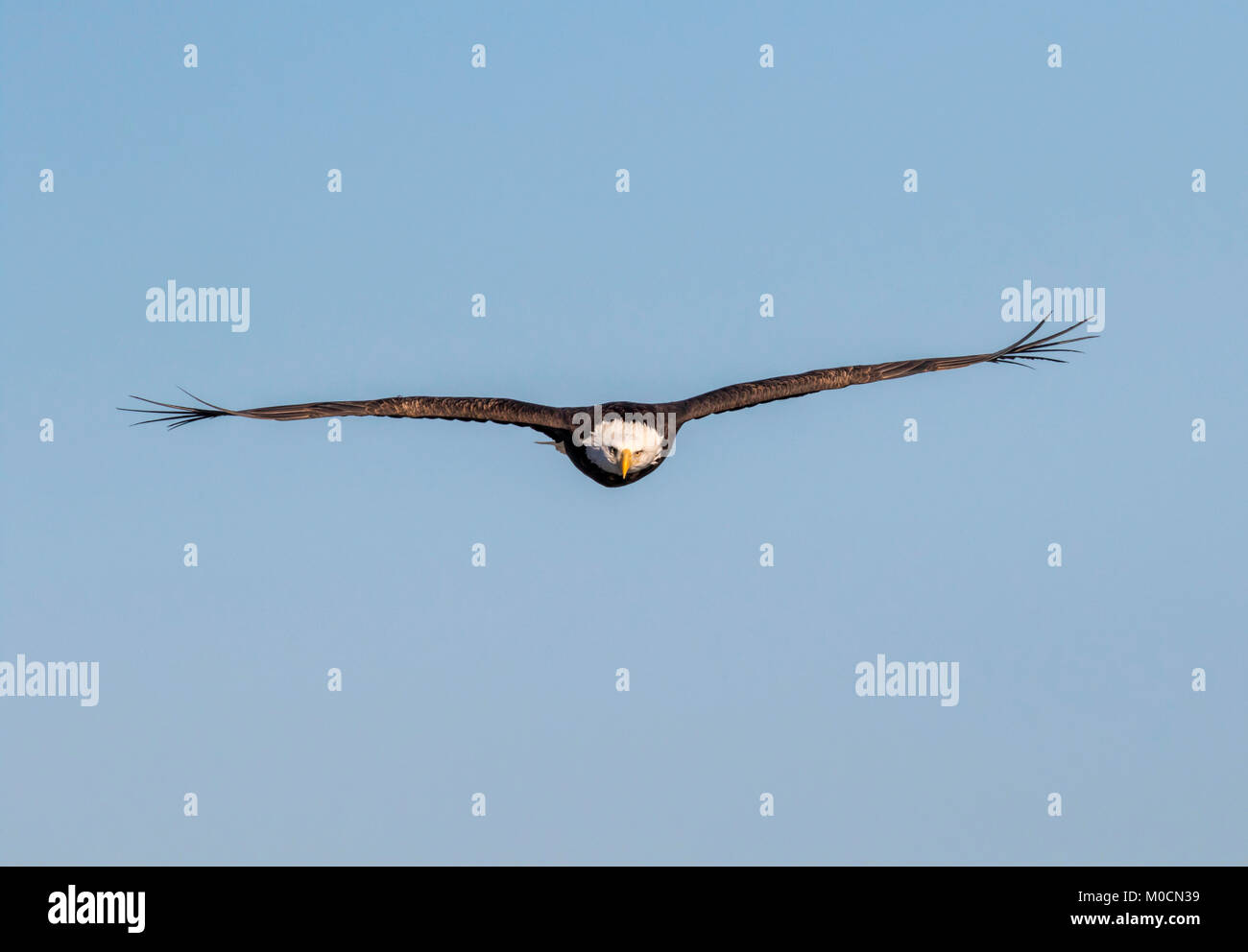 Der Weißkopfseeadler (Haliaeetus leucocephalus) in Richtung Kamera fliegen, mit Feder spitzen Borsten auf den Wind, Iowa, USA Stockfoto