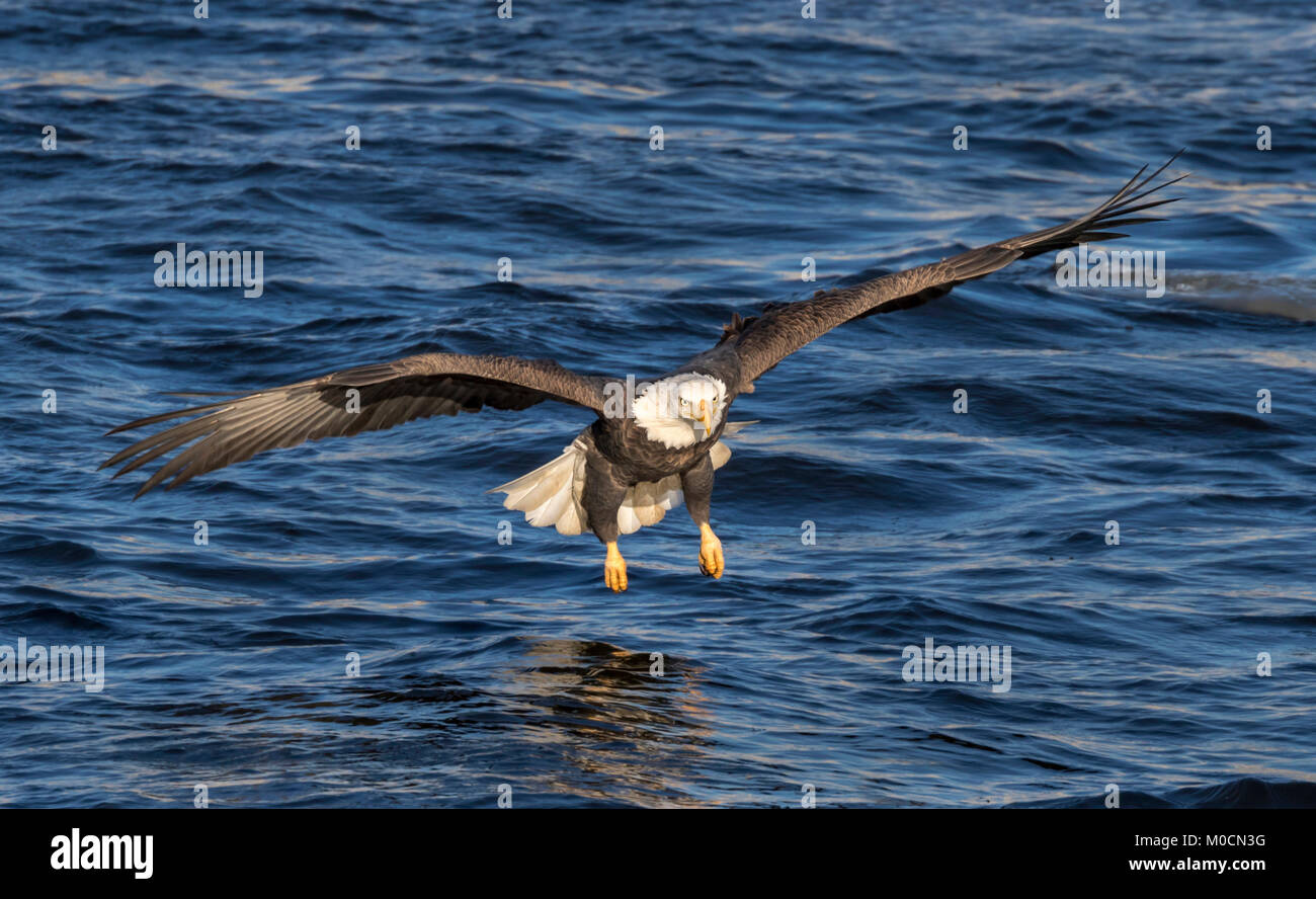 Der Weißkopfseeadler (Haliaeetus leucocephalus) Jagen Fischen am Mississippi River, Iowa, USA Stockfoto
